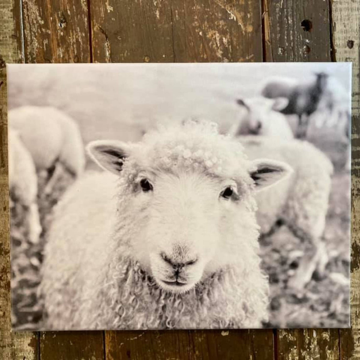 Lamb Sheep Farm Animal Photography Art Print Farmhouse Decor