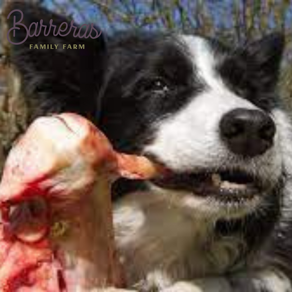 farm dog chewing on fresh raw beef bones. Dog treats are best raw